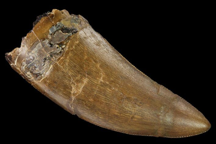 Serrated Tyrannosaur Tooth - Judith River Formation #168339